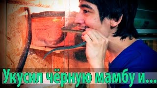 УКУСИЛ ЧЁРНУЮ МАМБУ