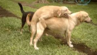 golden humping labrador