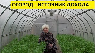 КАК ВЫРАСТИТЬ РАССАДУ НА ПРОДАЖУ? 