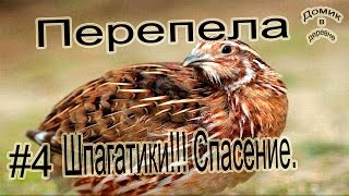#4.Перепела. Шпагатики!!!! Спасение перепелят.