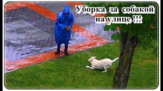  Такое редко увидишь! / Уборка ФЕКАЛИЙ питомца на траве!!!