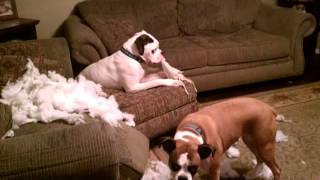 Bad Boxer Dogs, the sequel (mobile version)