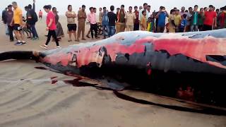 Whale Fish washed on the Juhu Beach Shore Mumbai INDIA