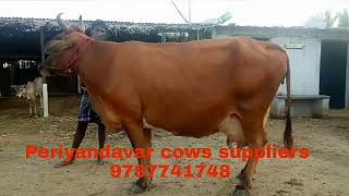 Periyandavar cows suppliers in karur Tamil Nadu  15to 25 liters per day