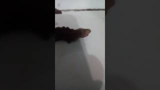 Самая первая стадия шин годзиллы из пластилина