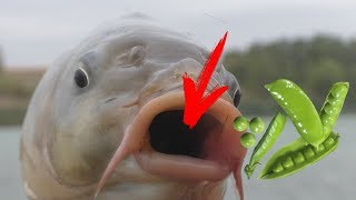 Рыбалка Карпы клюют на зеленый горошек Часть 1