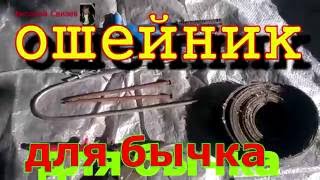 Ошейник для телёнка своими руками.