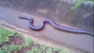 SUCURI NA PISTA!!! São José do Rio Pardo...
