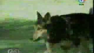 Dog sex - super funny