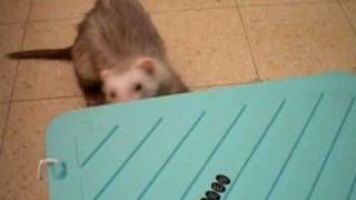 Smart Ferret?