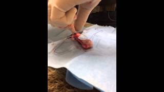 Raccoon Castration