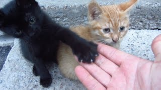Kittens live under a concrete slab
