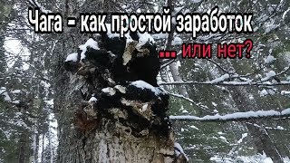 Сколько можно заработать на чаге