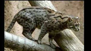 The Wild Cats