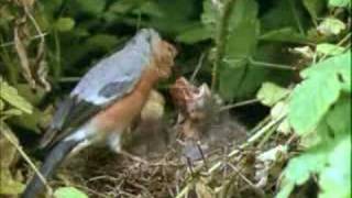 bullfinch