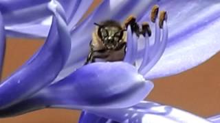 Nikon CoolPix p900 bee flower zoom