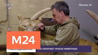Госслужащего, который хранил у себя чучело краснокнижной совы, проверяют - Москва 24