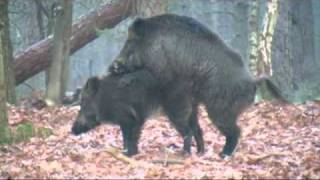 Don Juan in Action, Veluwe