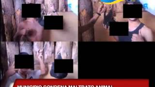 Municipio condena maltrato animal  Cachorro fue amarrado por jóvenes en Osorno
