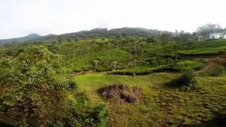 Туры в Индию. Нилгири - голубые горы. Nilgiri.