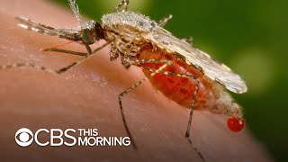 New book details the battle between man and mosquitoes