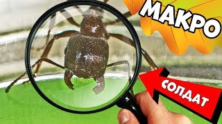 Чем занимаются муравьи-жнецы в ферме? Муравьиное реалити шоу