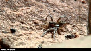Monsterduelle XXS - Skorpion VS Wolfsspinne [HD 720p] Scorpion vs Wolf Spider