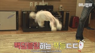 푸들계의 아이돌..! 뽀삐의 백덤블링ㄷㄷㄷ