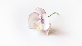 Цветы из мастики: орхидея фаленопсис