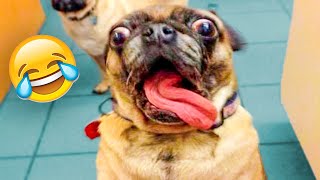 Funniest Dogs And Cats Videos - Best Funny Animal Videos of the 2021