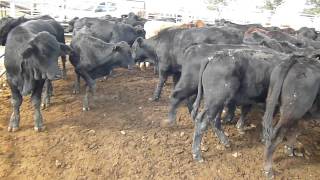 BRANGUS, CHARBRAY, ANGUS STEERS