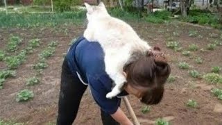 КОТЫ - НАГЛЕЦЫ ЛЮТЫЕ ПРОДЕЛКИ ЖИВОТНЫХ Я РЖАЛ ПОЛ ЧАСА