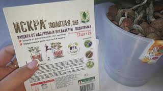 ЭКСТРЕННЫЙ выпуск , ПРЕПАРАТ против вредителей уничтожает ОРХИДЕИ