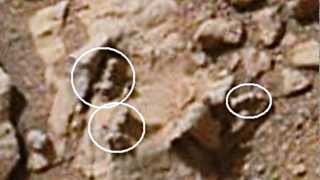 Bugs of Mars