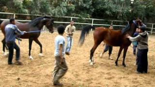 Horse Wedding