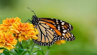 Relaxing Music for Stress Relief, Calming Music, Spa, Massage, Yoga, Sleep