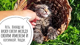 Кошка Морошка умывается утренней росой и ходит в гости по утрам к сове филину Ёлке