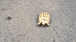 リクガメの散歩 tortoise