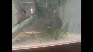 Малыши скалярии и апистограммы Рамирези (Pterophyllum scalare)