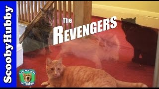 The Revengers -- Cat Clips #212