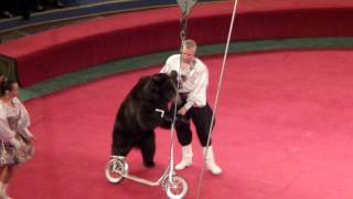 Медведи. Цирк. Цирковой медведь на самокате. Bears. Circus. Circus bear on the scooter.