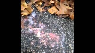 girl puking