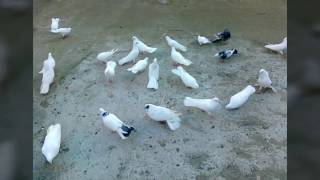 бакинские голуби широкохвостые

+994557088483
Baki göyercinleri