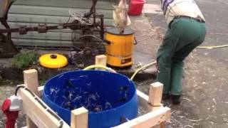 Rupfmaschine Marke Eigenbau (Homemade Chicken Plucker)