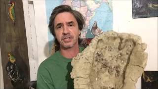 Best Bigfoot Archaeological Documentary Newton Creek site, 2017 ‧ Short Film/Documentary ‧