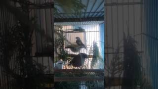 SAKA X ŞAKRAK