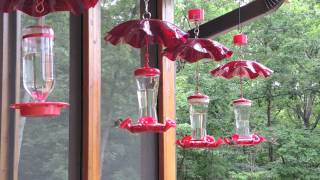 Ruby-throated Hummingbirds Feeding -- Archilochus colubris