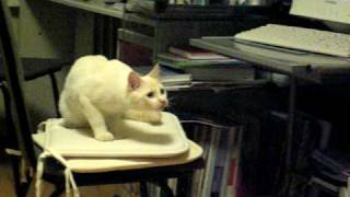 Кот открывает рот. The cat opens a mouth.