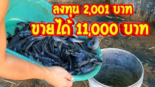 ลงทุน 2 พัน ขายได้เงินหมื่น ขายปลาดุกได้เงินกี่บาท กำไรเท่าไหร่  ลงทุนกี่บาท  หนึ่งบ่อได้กี่กิโล?
