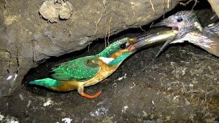 В норе зимородка - Птицы России - Фильм 39 (Alcedo atthis)